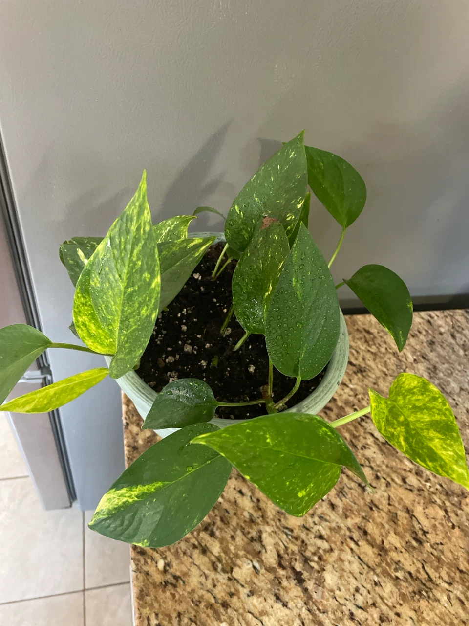 Pothos Plant in Blue Pot - photo 2