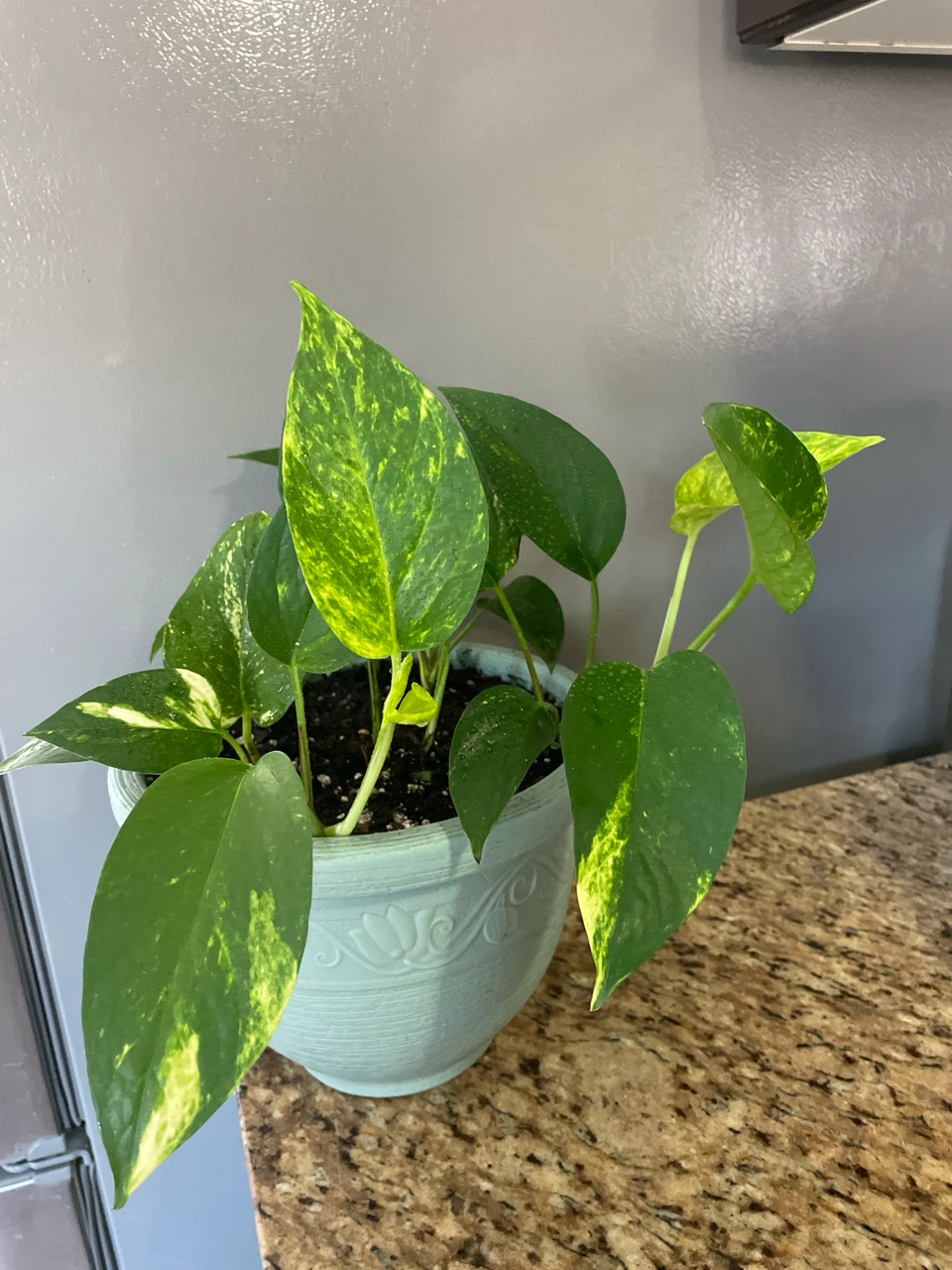 Pothos Plant in Blue Pot - photo 3