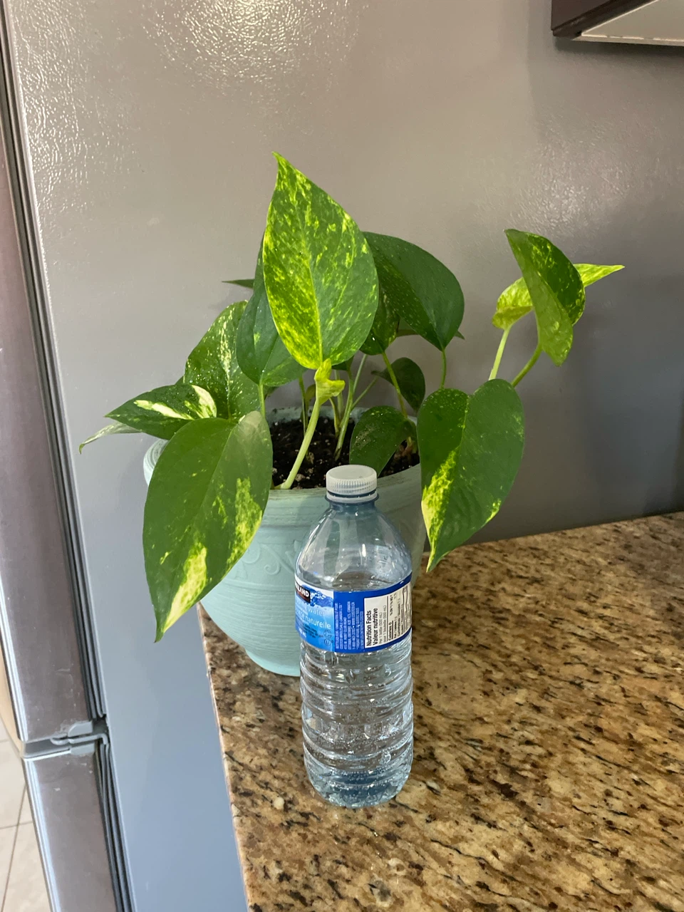 Pothos Plant in Blue Pot - photo 4