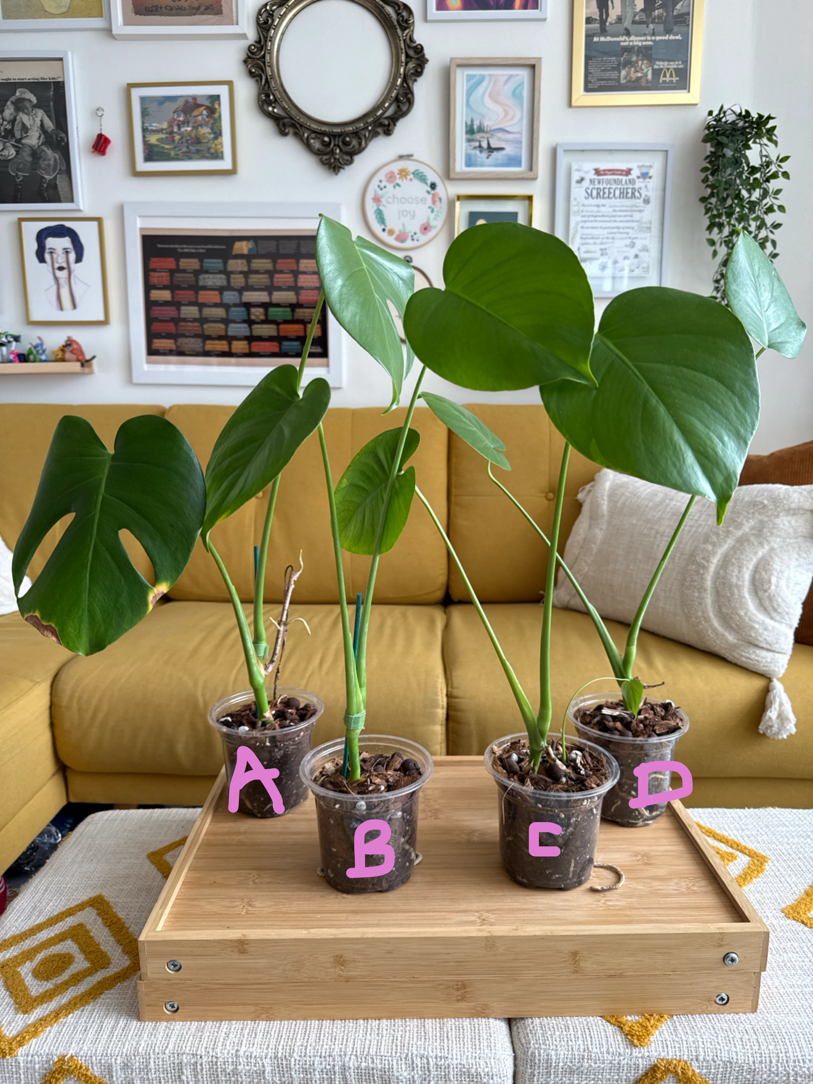 Starter Monstera Deliciosa Plants