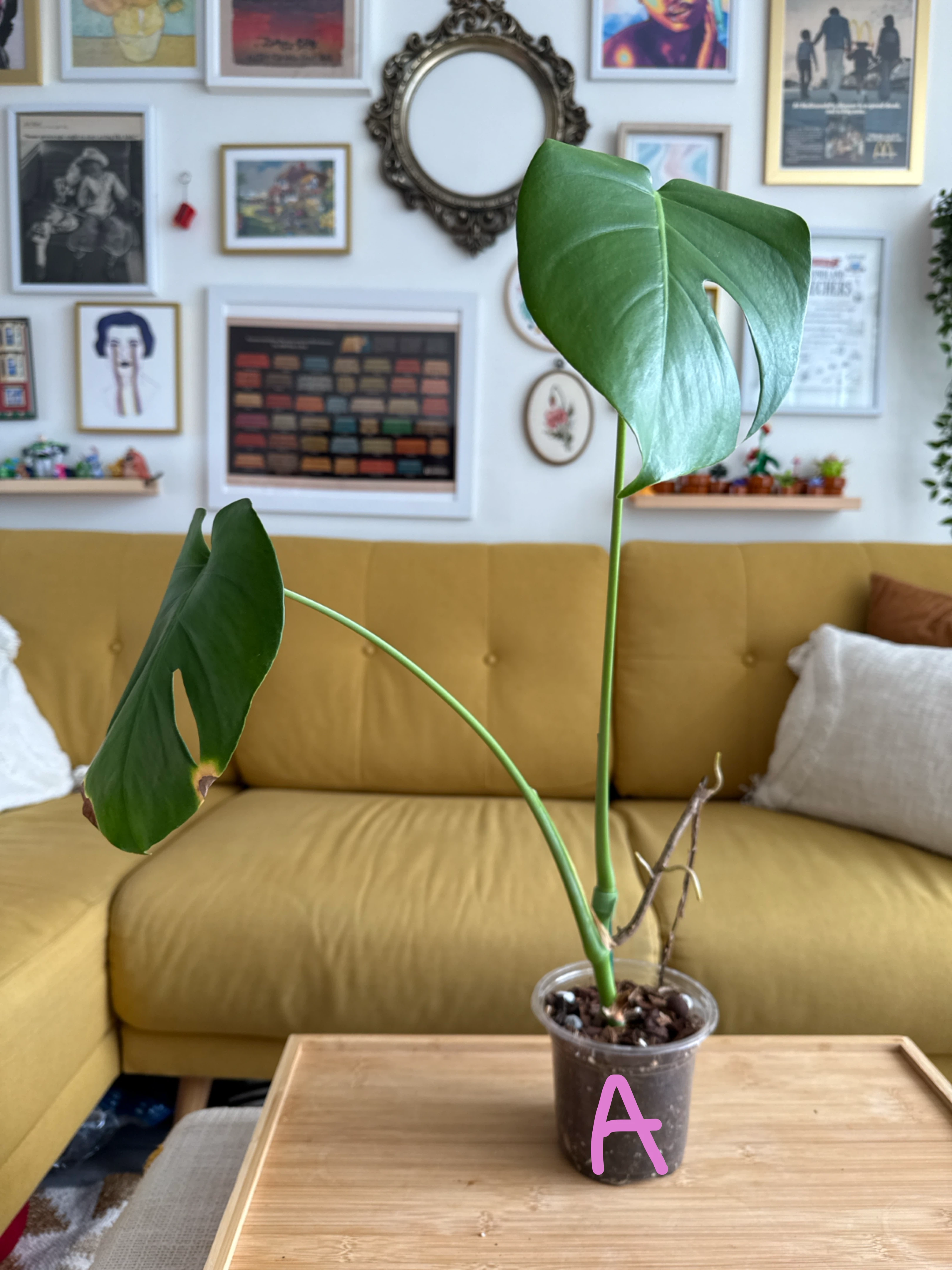 Starter Monstera Deliciosa Plants - photo 2
