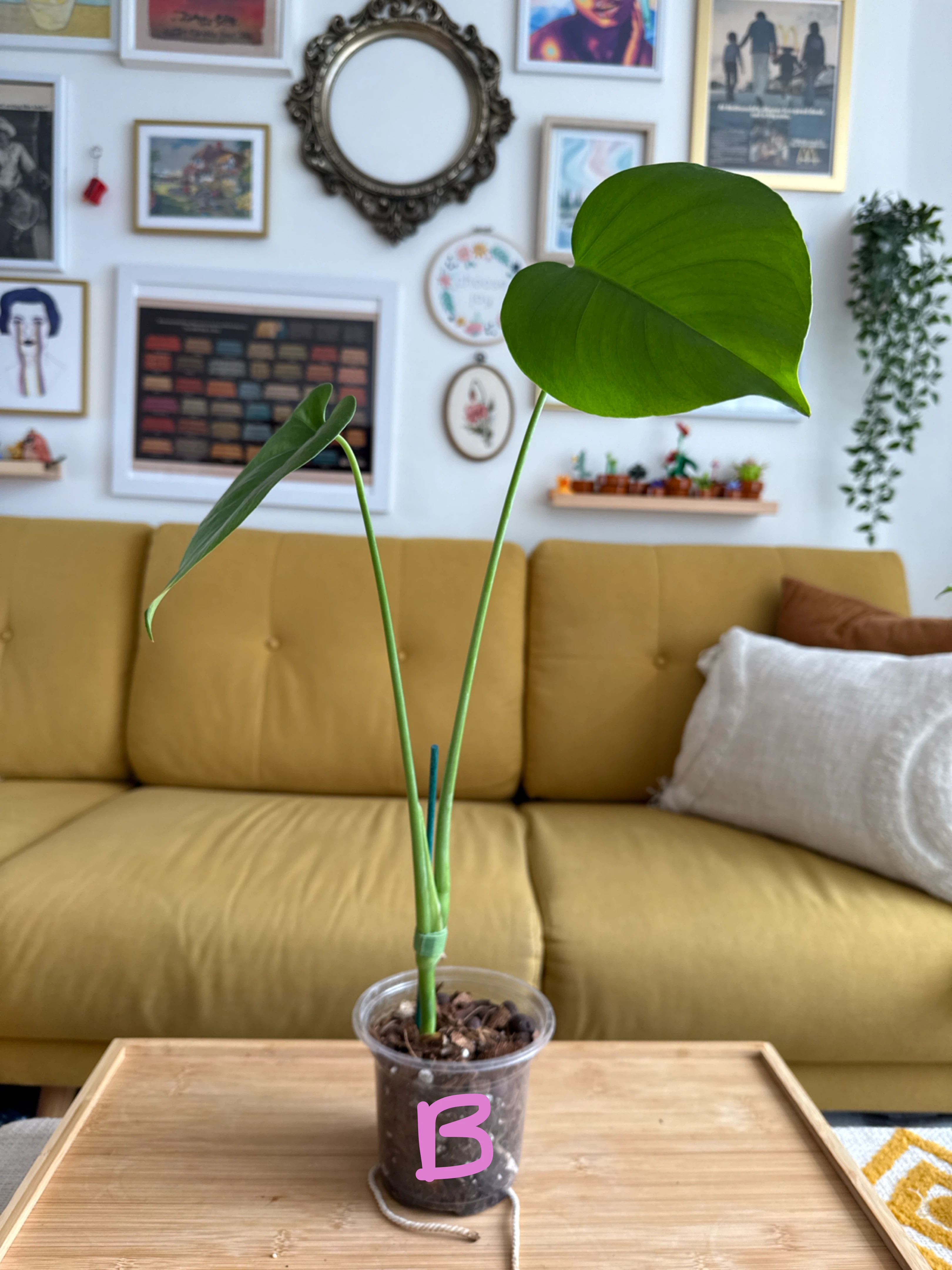 Starter Monstera Deliciosa Plants - photo 3