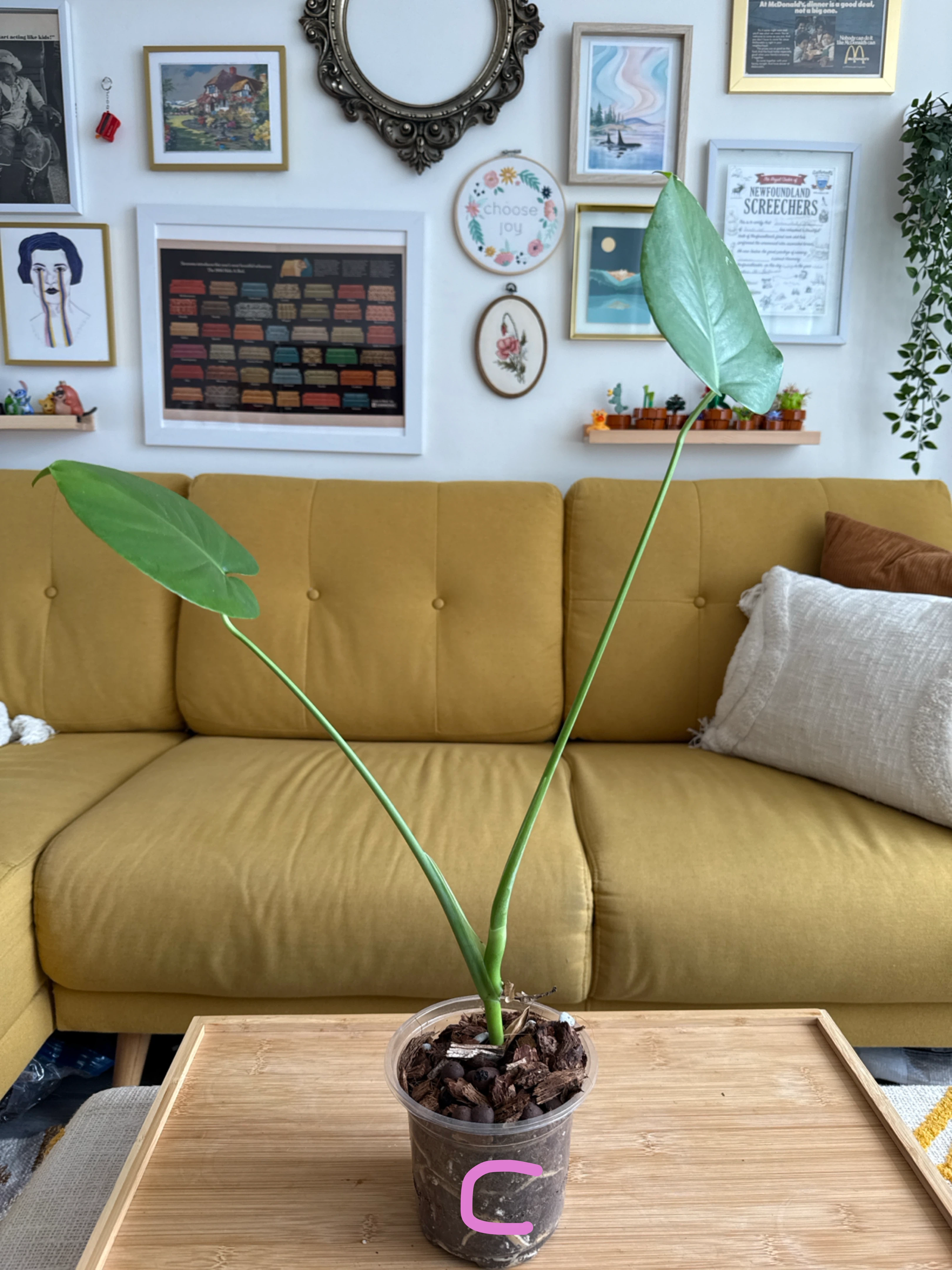 Starter Monstera Deliciosa Plants - photo 4