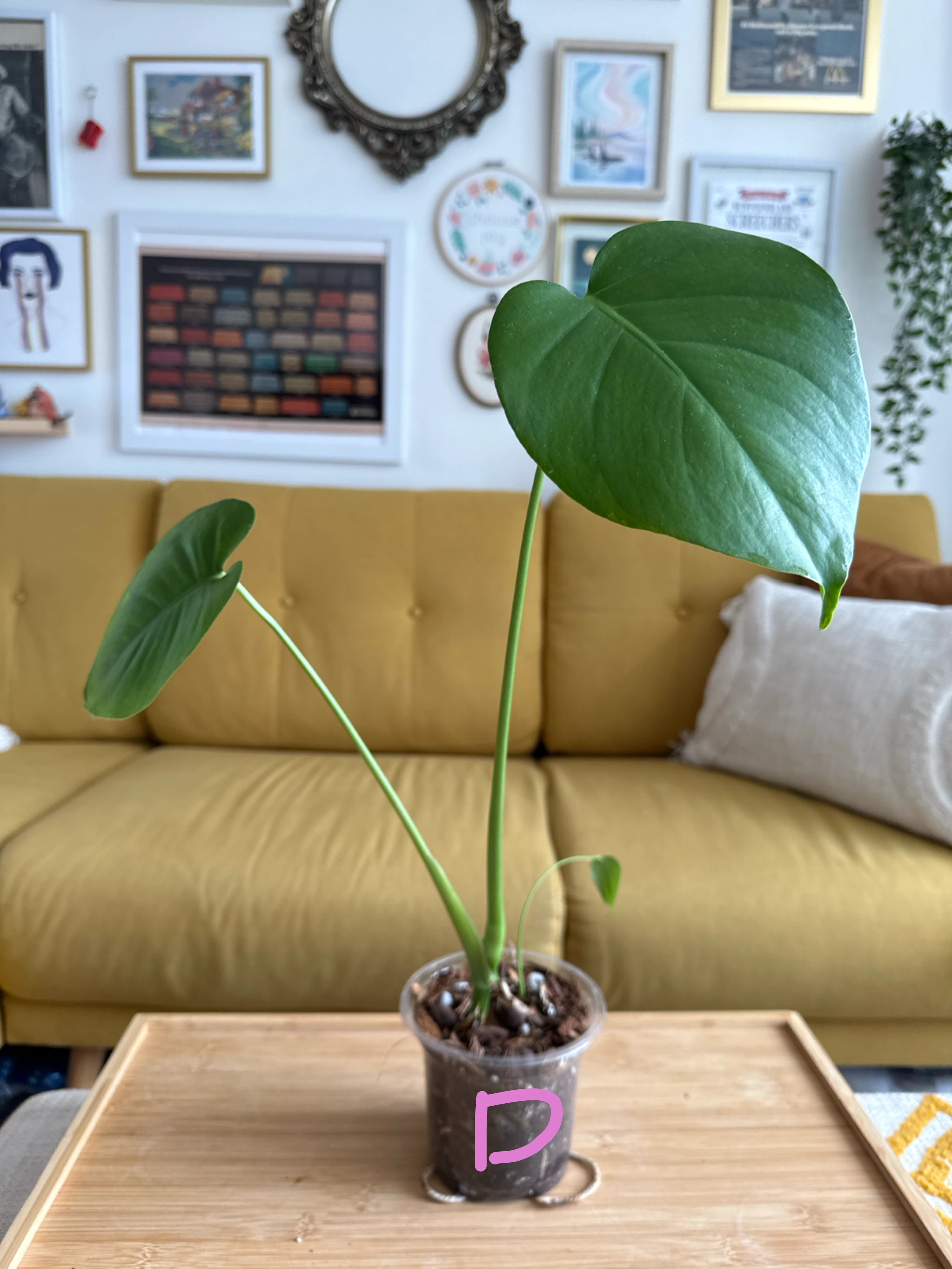 Starter Monstera Deliciosa Plants - photo 5