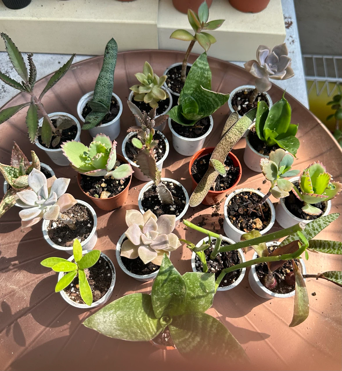 🌿Succulent Plants! Make your own arrangements. $3 each