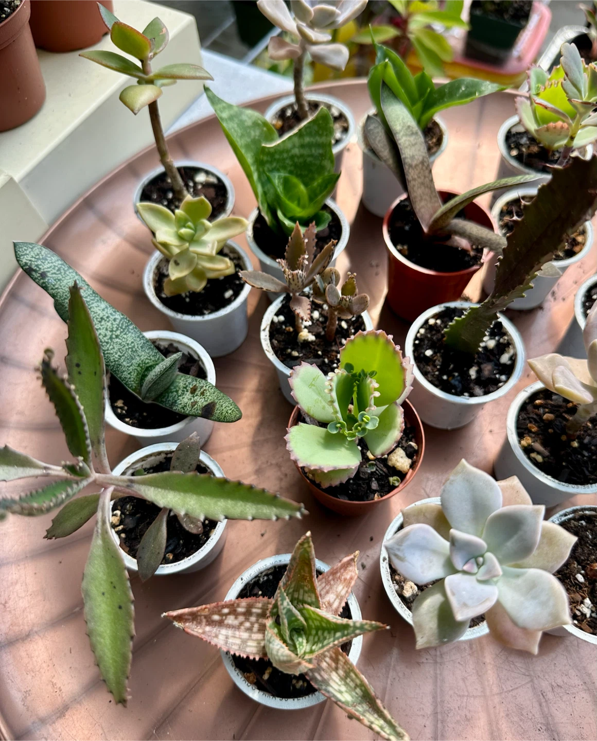 🌿Succulent Plants! Make your own arrangements. $3 each - photo 2