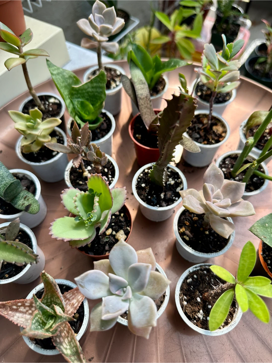🌿Succulent Plants! Make your own arrangements. $3 each - photo 3