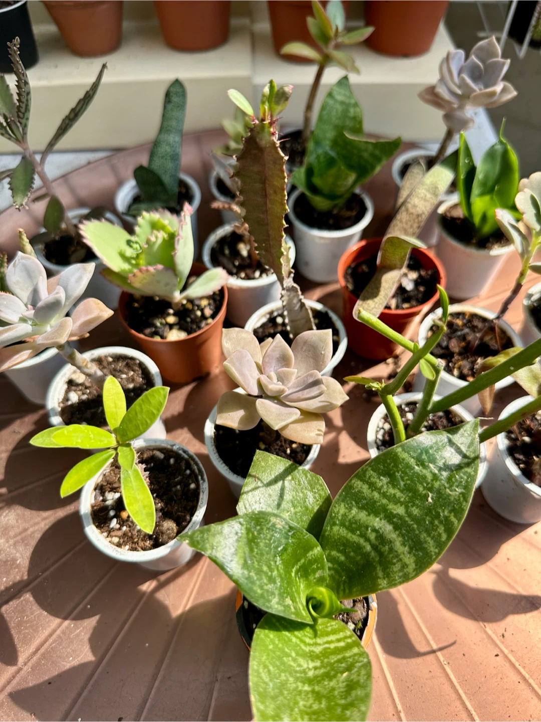 🌿Succulent Plants! Make your own arrangements. $3 each - photo 4