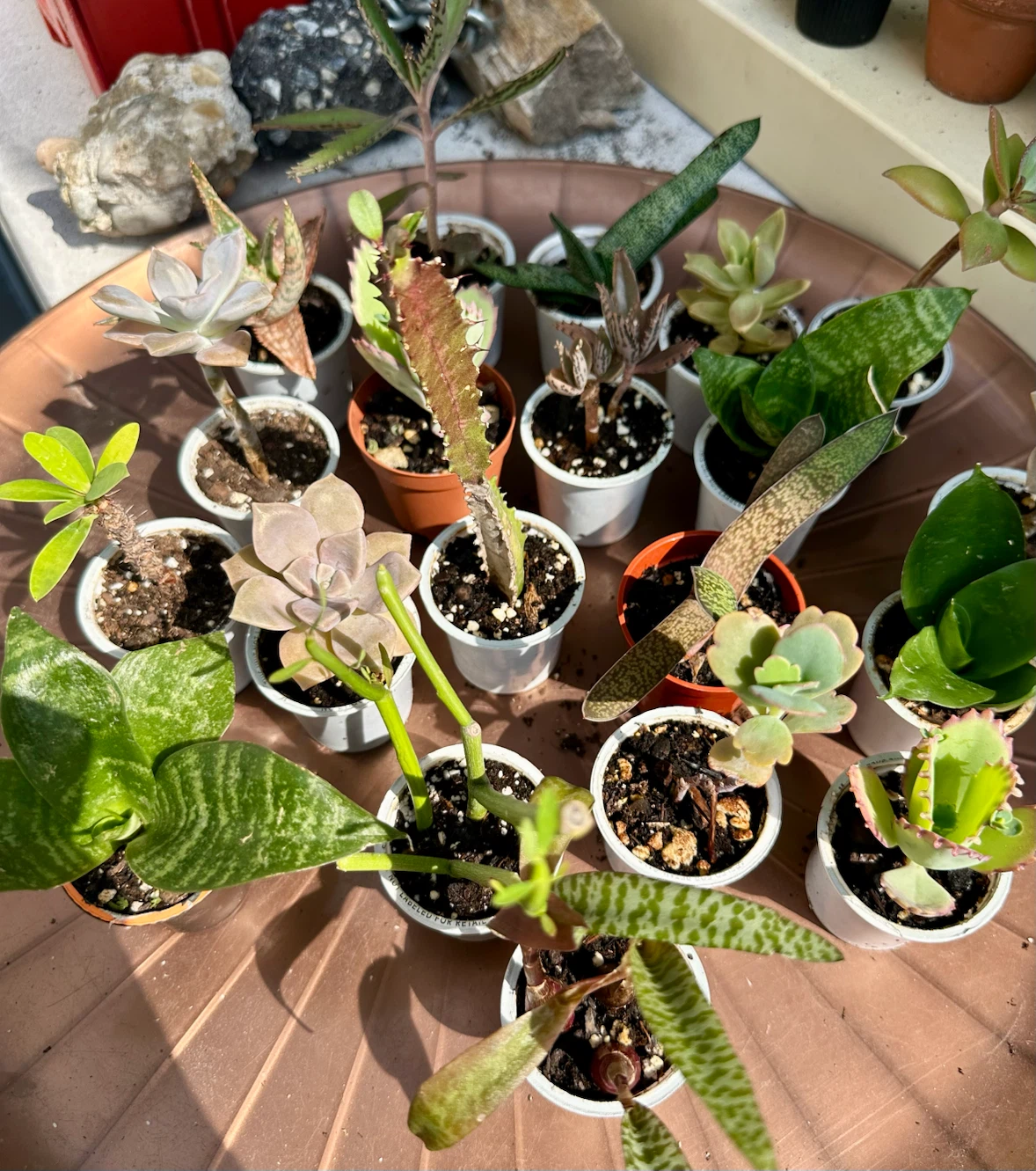🌿Succulent Plants! Make your own arrangements. $3 each - photo 5