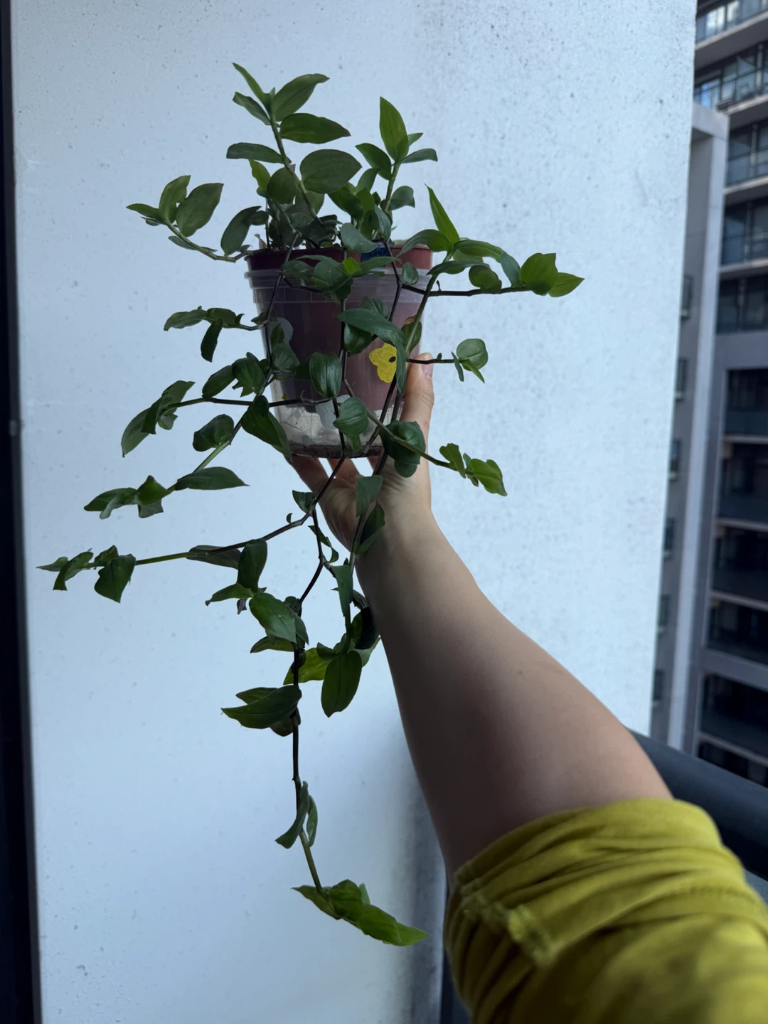 Trailing Plant in Pot