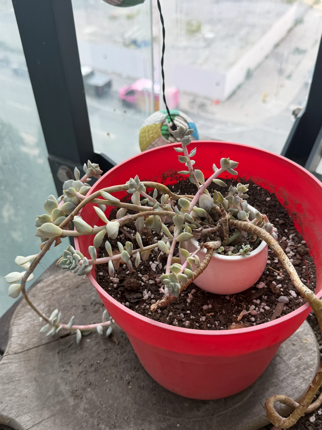 Succulent Plant in Red Pot