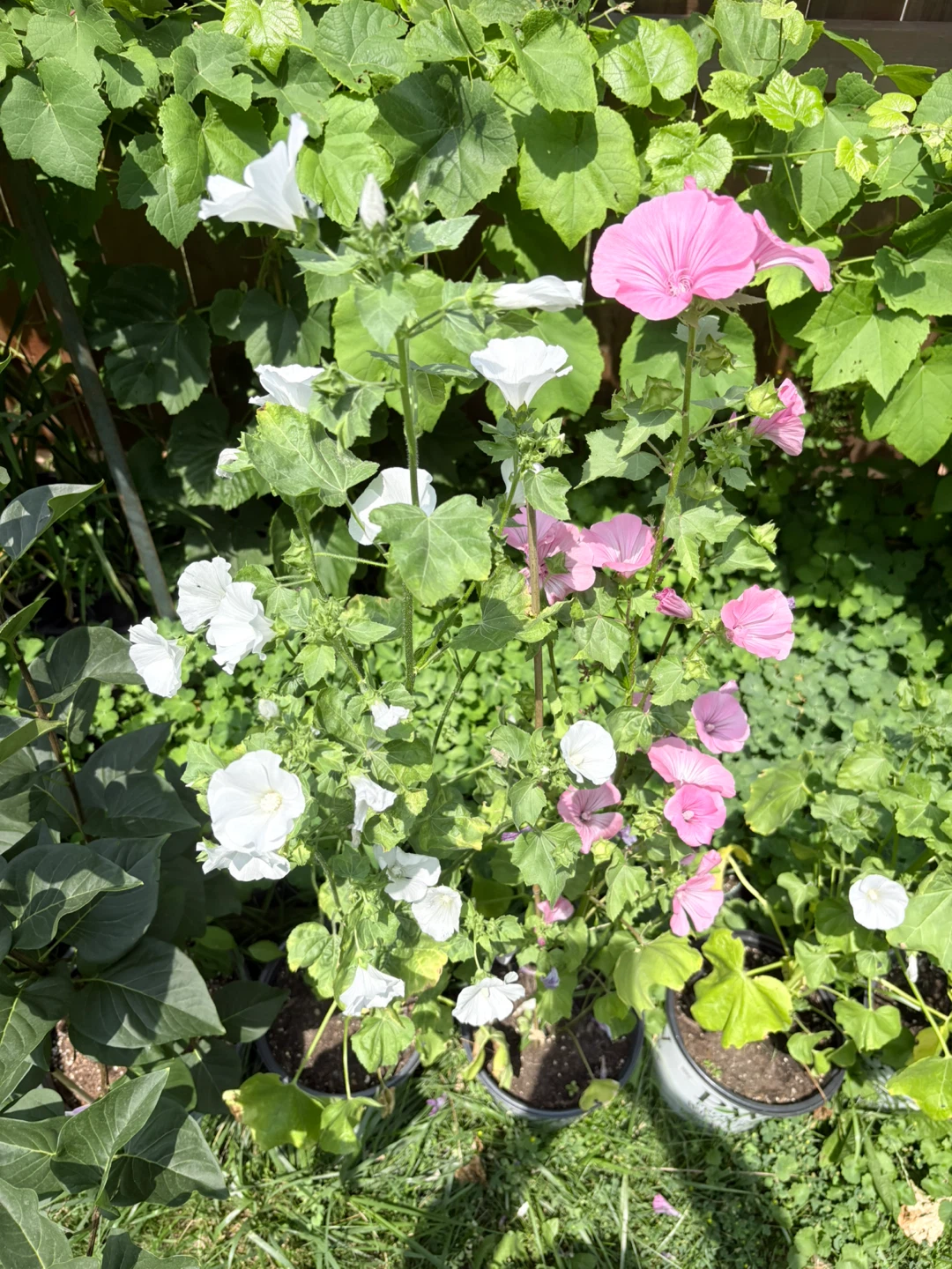 Mallow / Malva Mystic Plants for Sale - photo 4