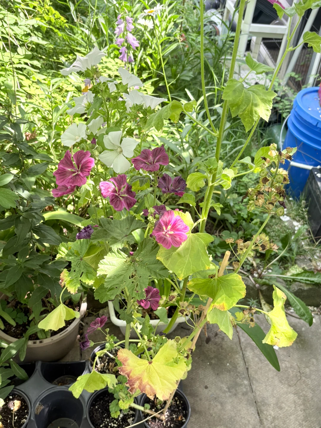 Mallow / Malva Mystic Plants for Sale - photo 2
