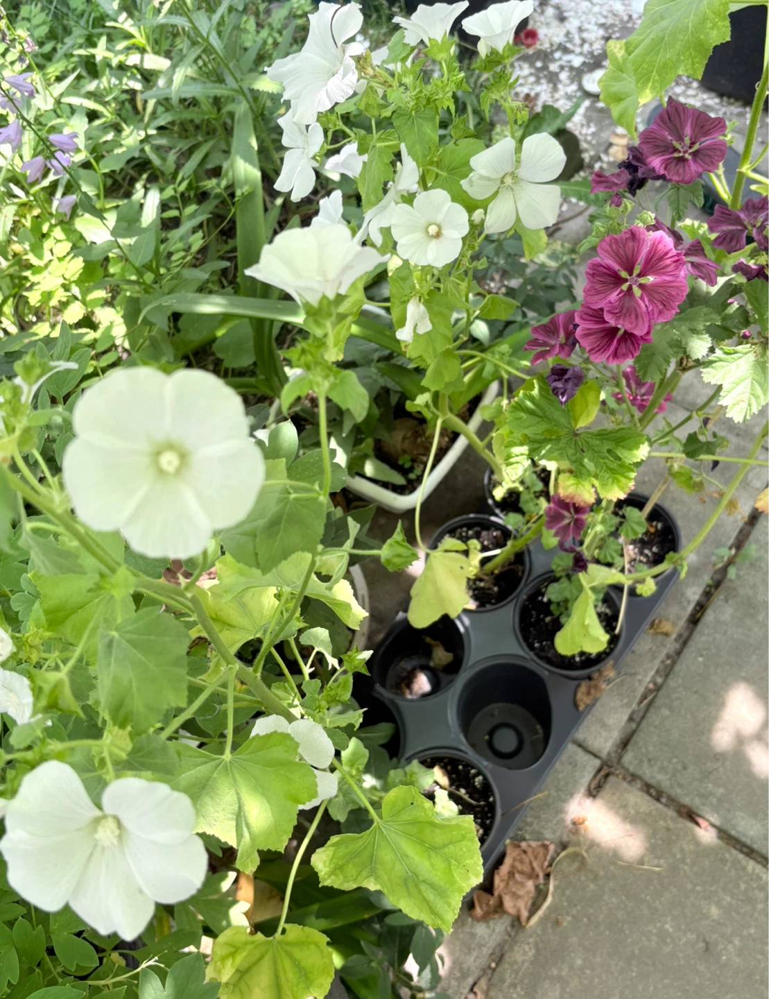 Mallow / Malva Mystic Plants for Sale - photo 5