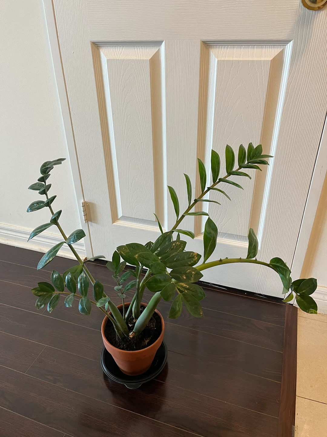 ZZ Plant