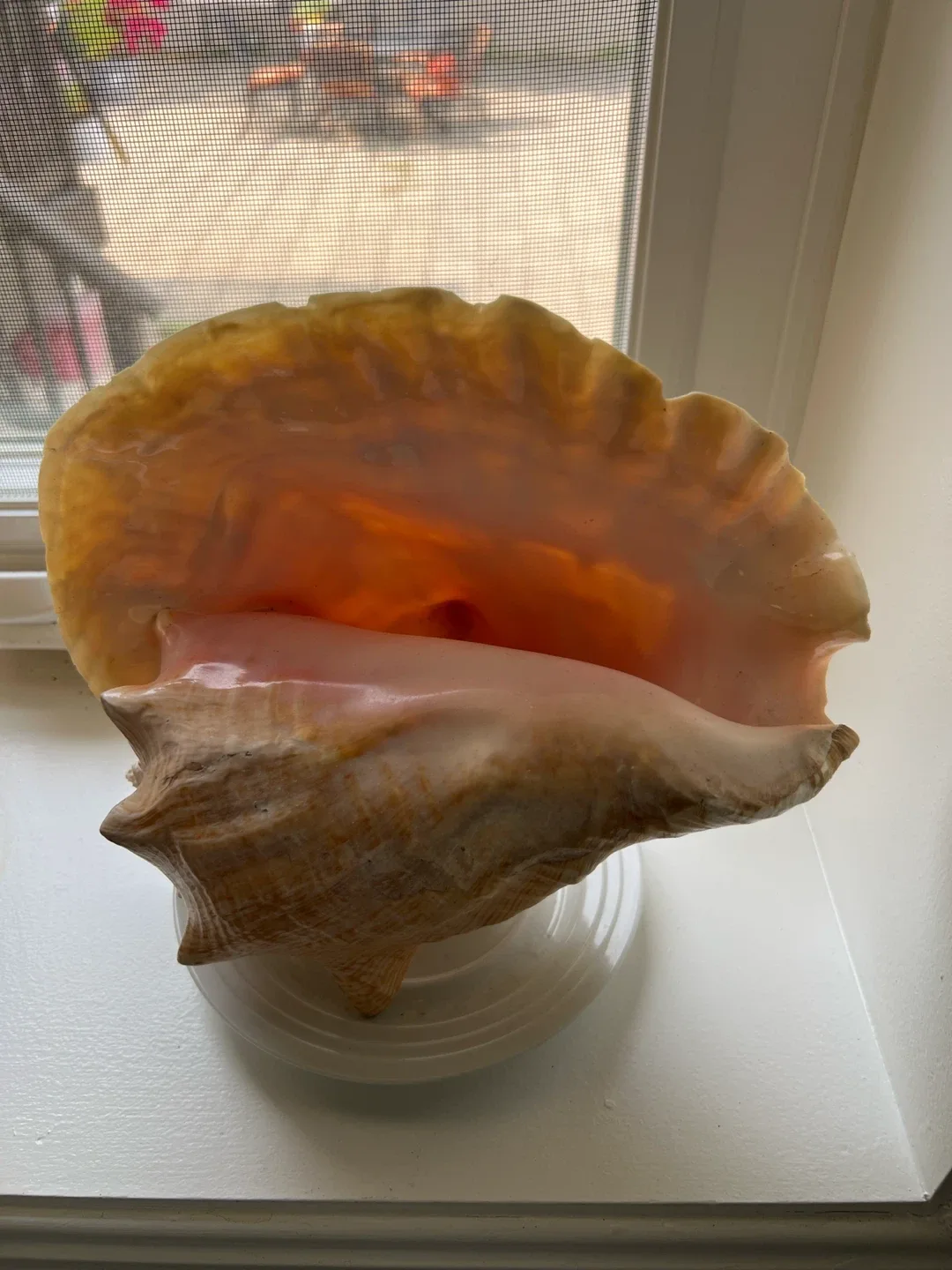 Large Conch Shell Decor from Bahamas - photo 2