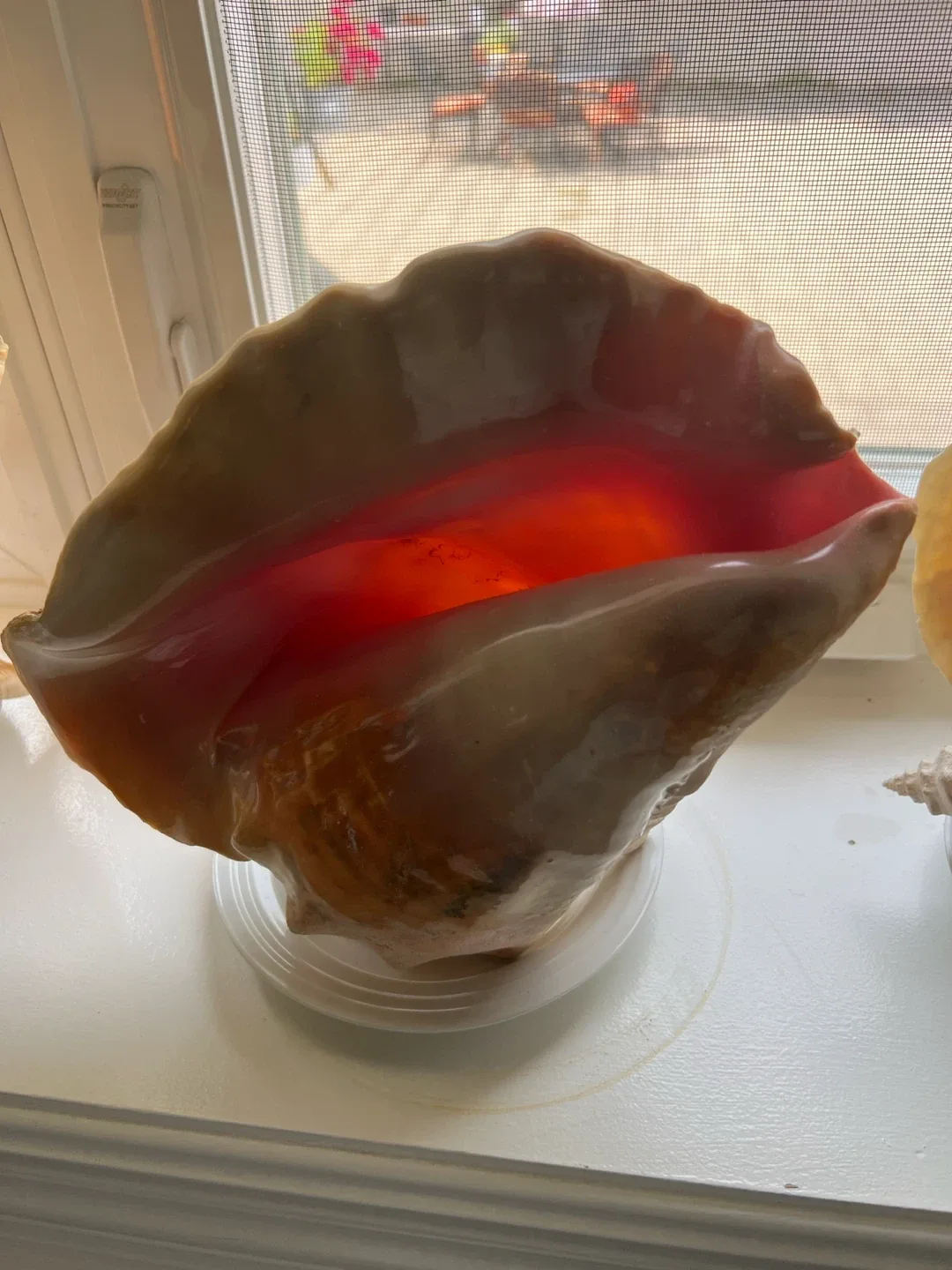 Large Conch Shell Decor from Bahamas - photo 3