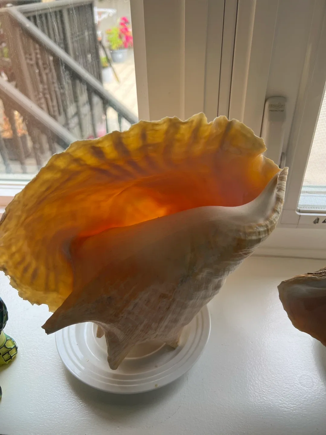 Large Conch Shell Decor from Bahamas - photo 4