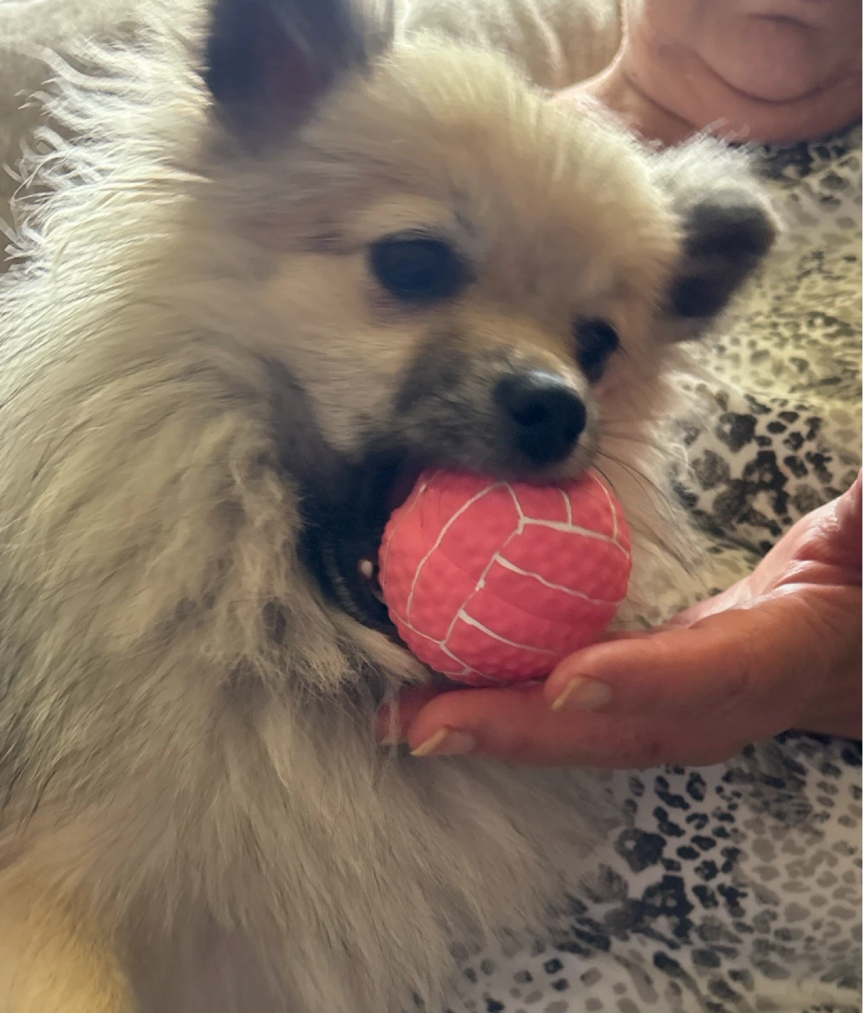 Wanted a friend for my Pom pup