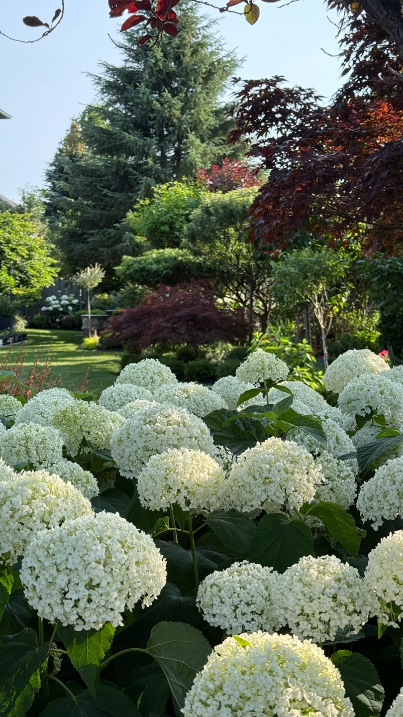 Hydrangea Snowball/ Annabelle in one gallon pot $10