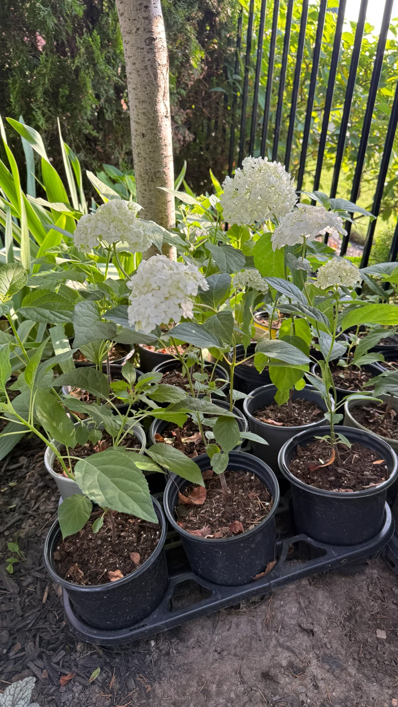 Hydrangea Snowball/ Annabelle in one gallon pot $10 - photo 2