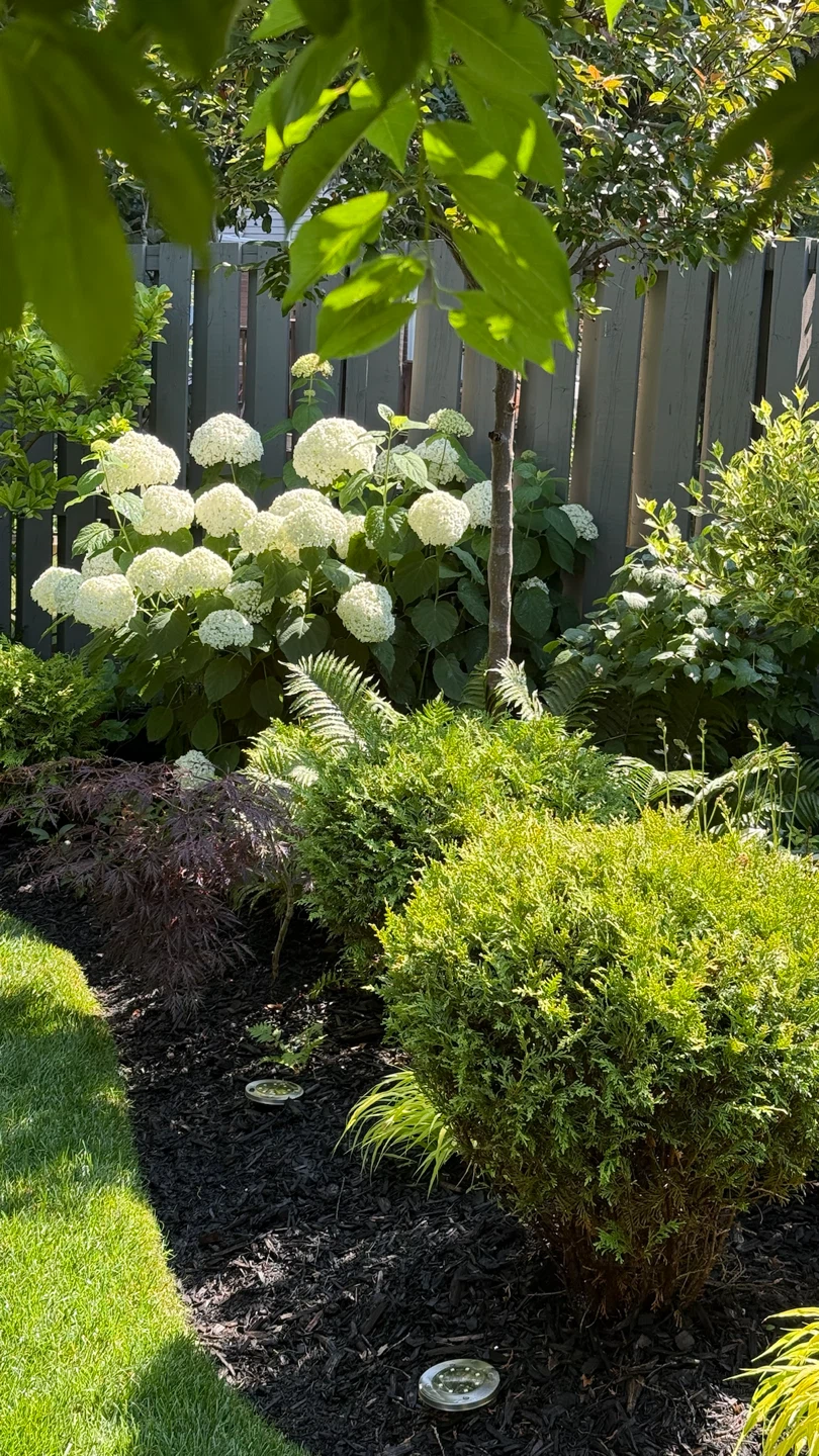 Hydrangea Snowball/ Annabelle in one gallon pot $10 - photo 3