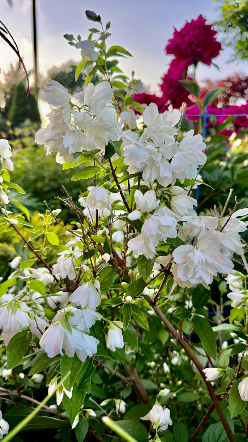 Fragrant Canadian Jasmine/ Mockorange $10