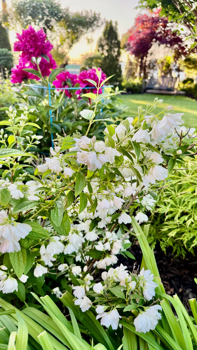 Fragrant Canadian Jasmine/ Mockorange $10 - photo 2