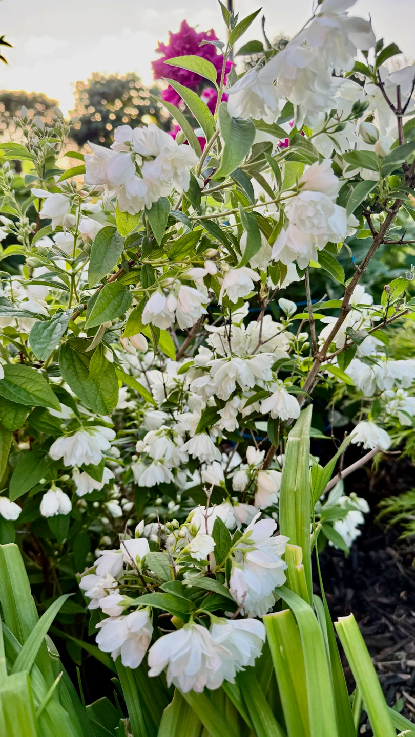 Fragrant Canadian Jasmine/ Mockorange $10 - photo 3
