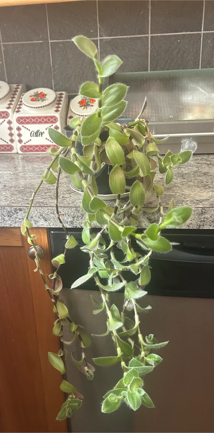 Tradescantia Zebrina Plant