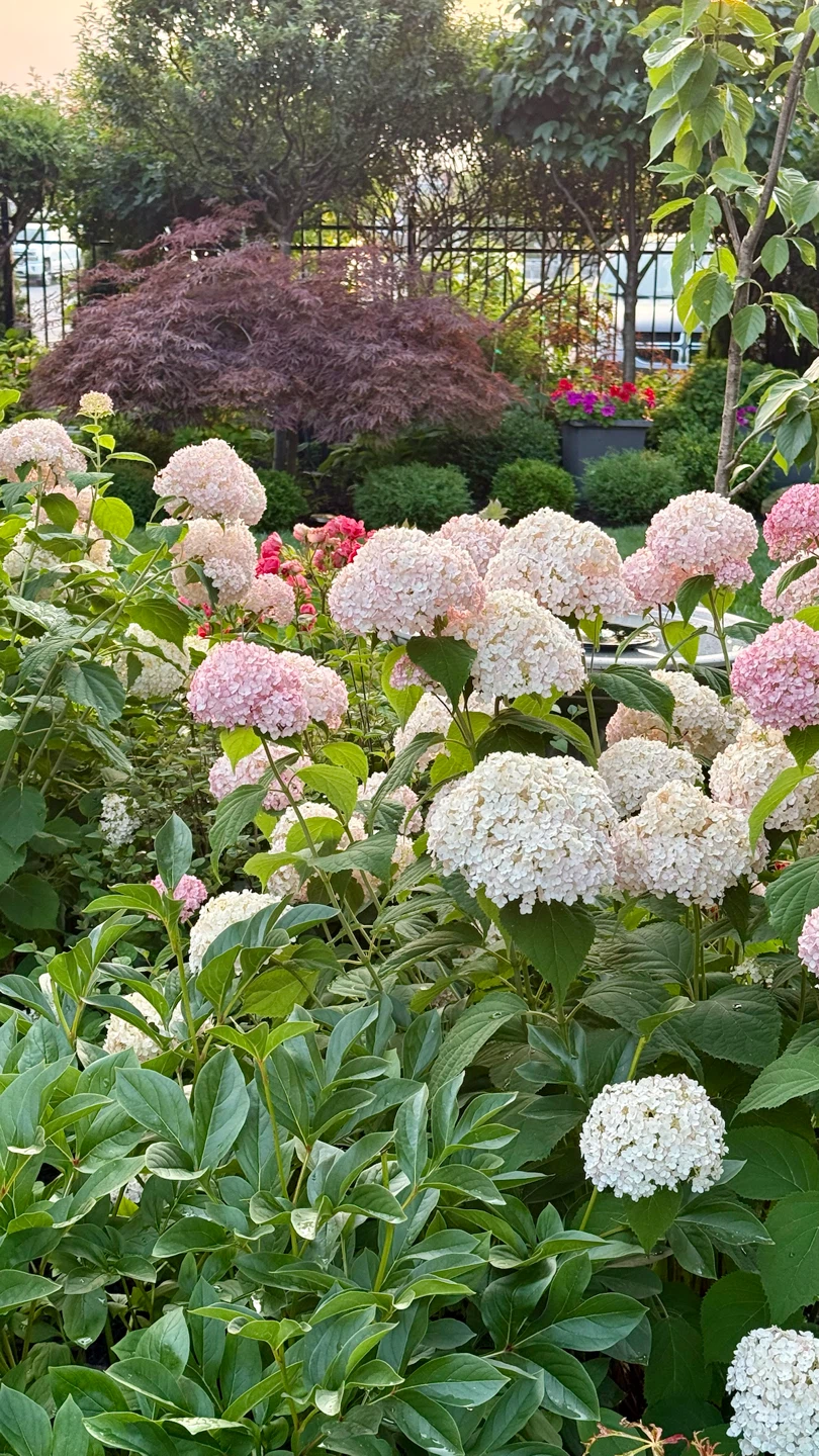 Hydrangea Bubblegum or Pink Annabelle Hydrangea $10