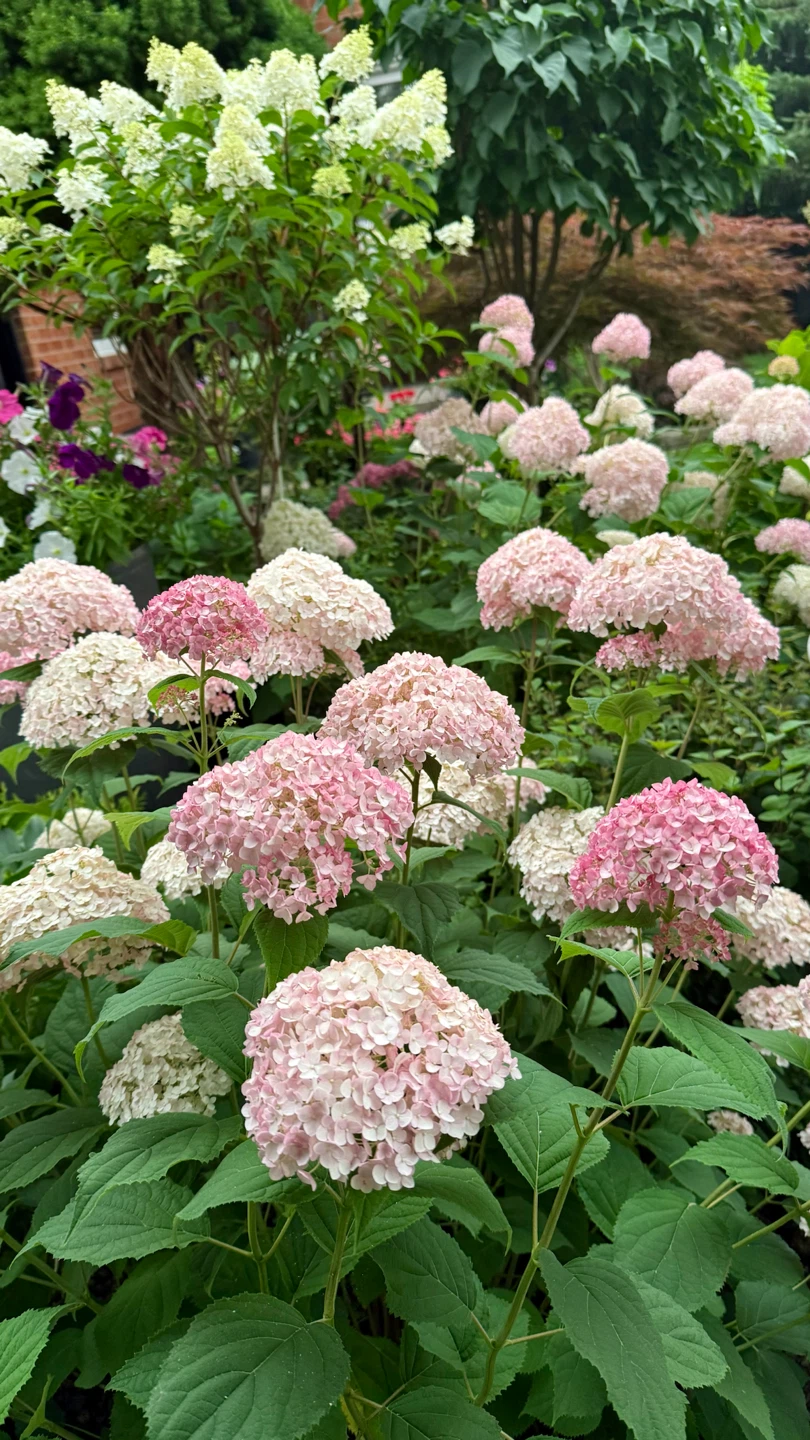 Hydrangea Bubblegum or Pink Annabelle Hydrangea $10 - photo 2