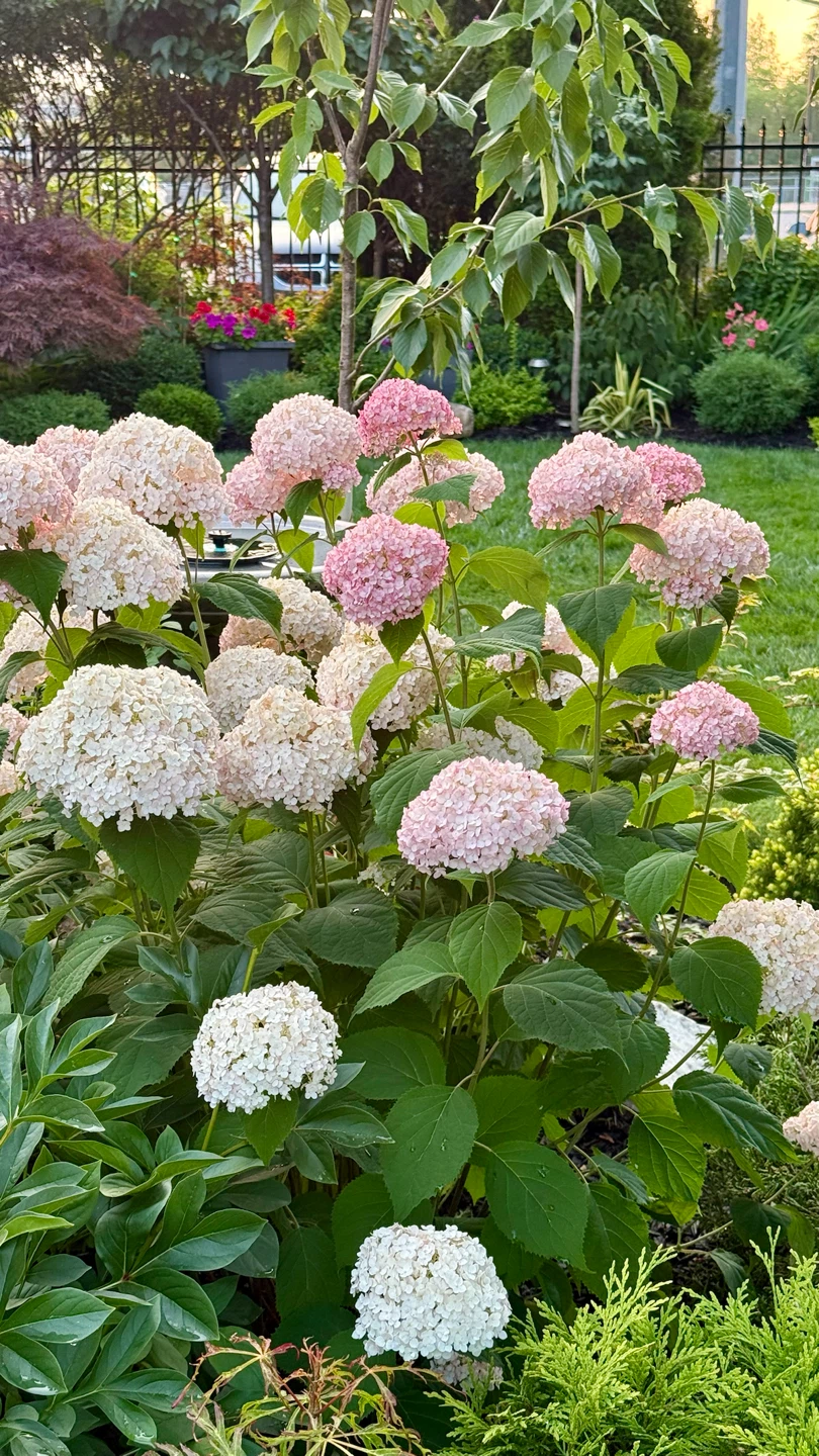 Hydrangea Bubblegum or Pink Annabelle Hydrangea $10 - photo 3