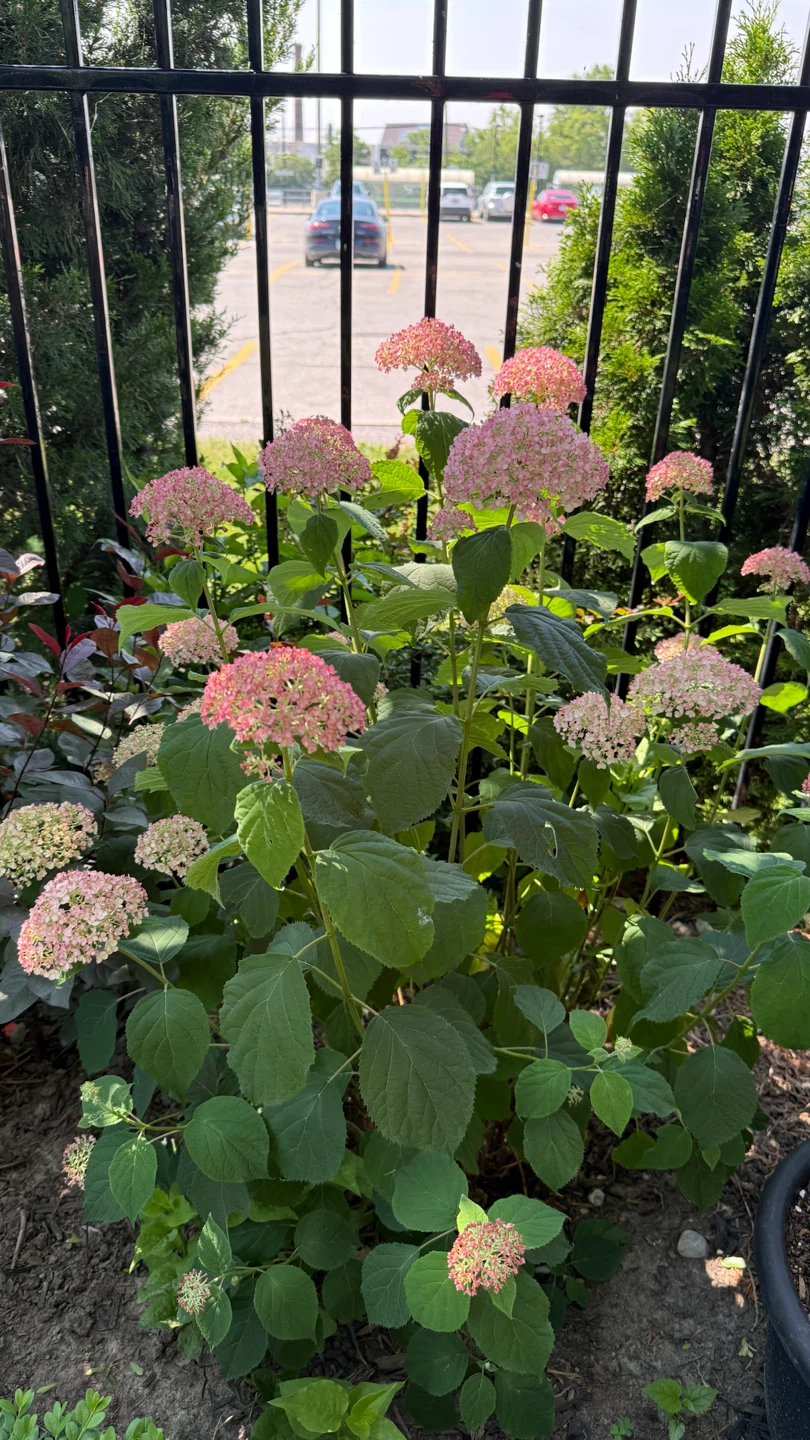 Hydrangea Bubblegum or Pink Annabelle Hydrangea $10 - photo 4