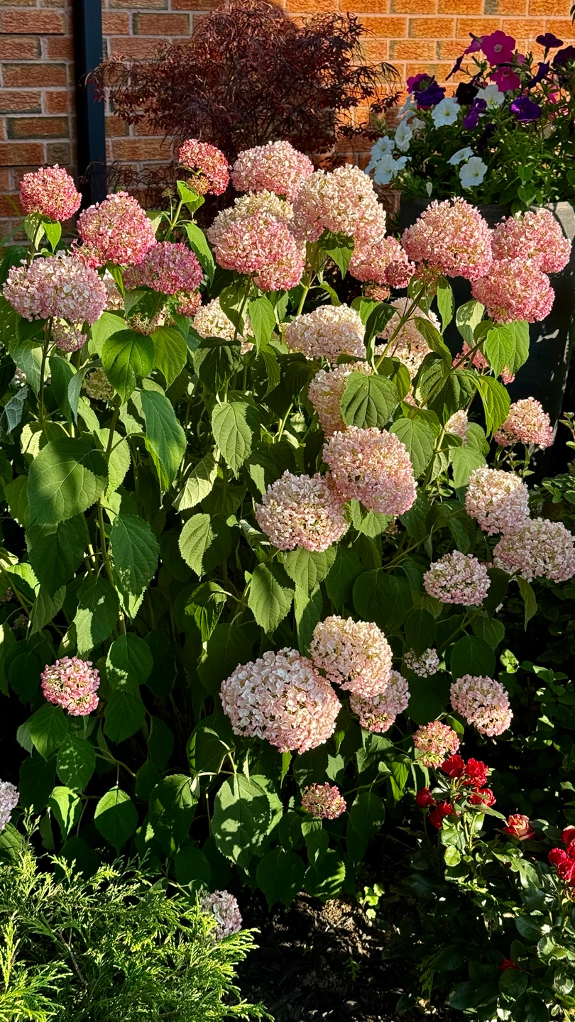 Hydrangea Bubblegum or Pink Annabelle Hydrangea $10 - photo 3