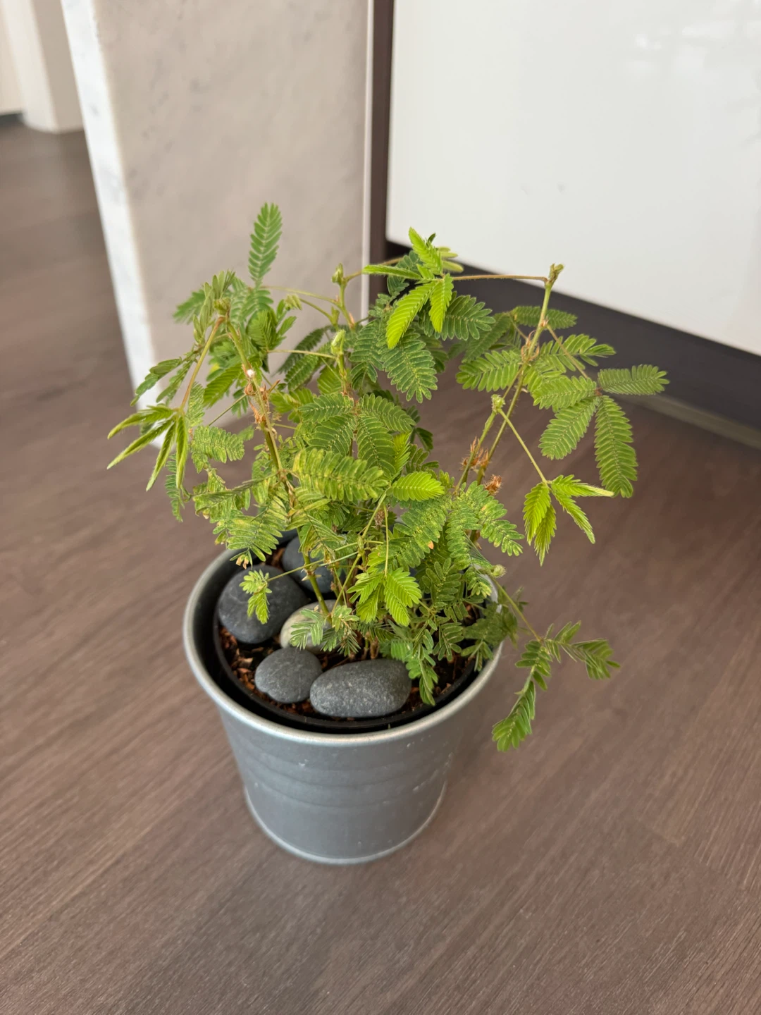 Mimosa Pudica Plant in Galvanized Pot