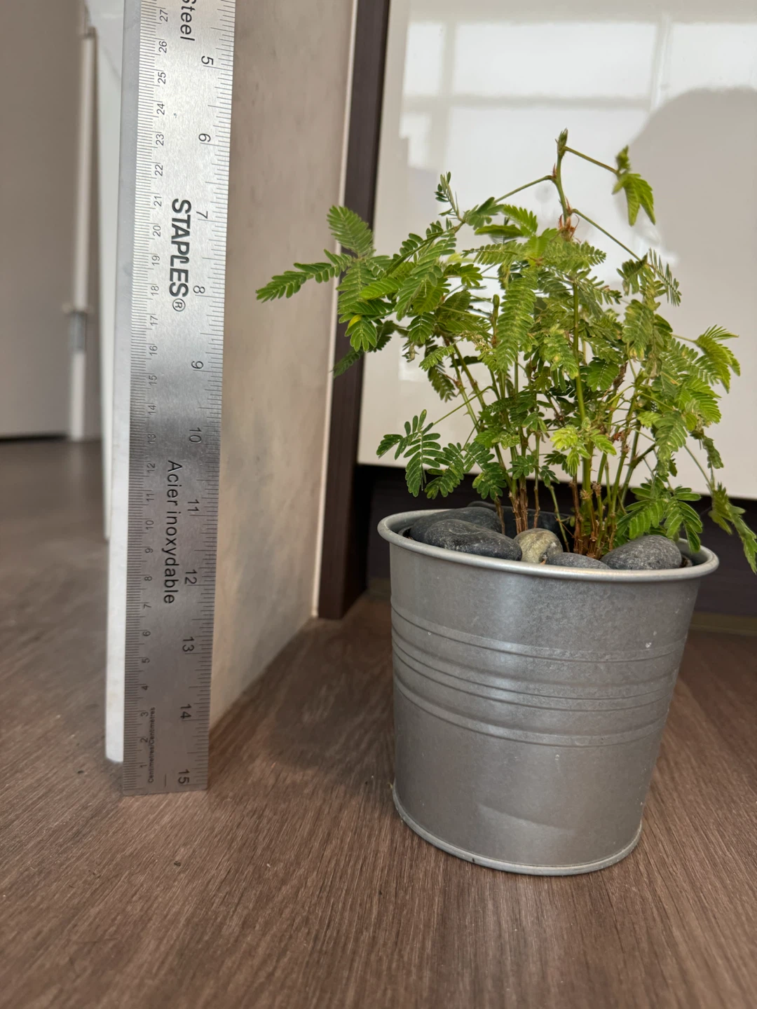 Mimosa Pudica Plant in Galvanized Pot - photo 2