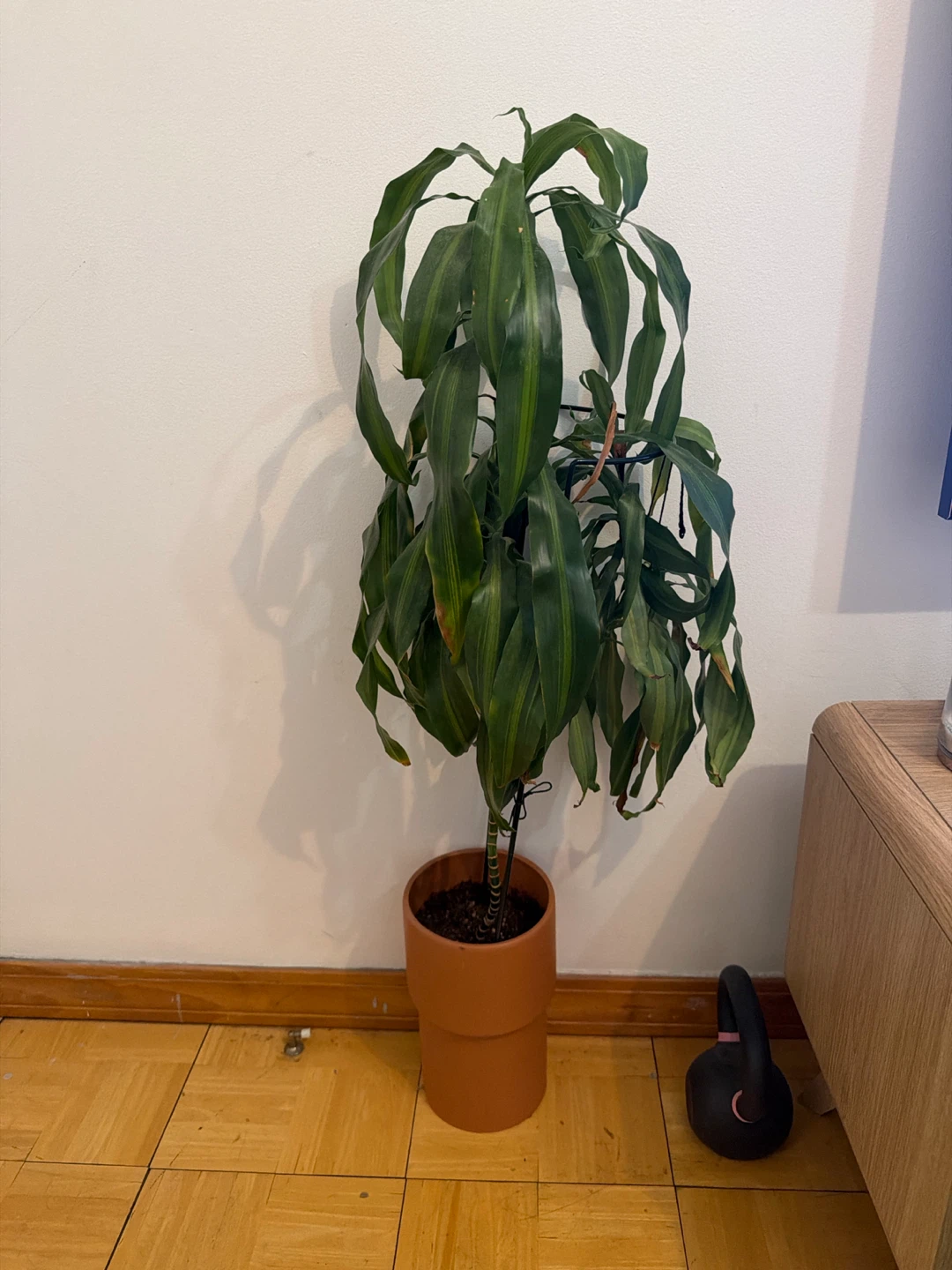 Dracaena Fragrans 'Lemon Surprise' Plant in Pot