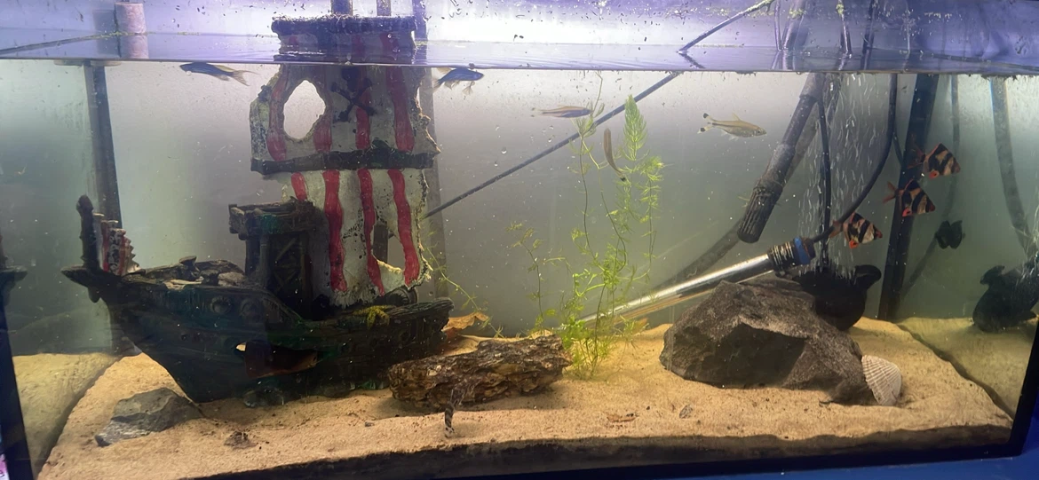 50 gal fish tank with shelf and hester! And fish if wanted - photo 2
