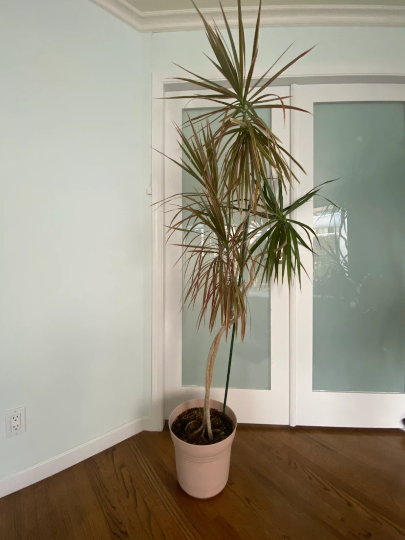 Dracaena Marginata Houseplant