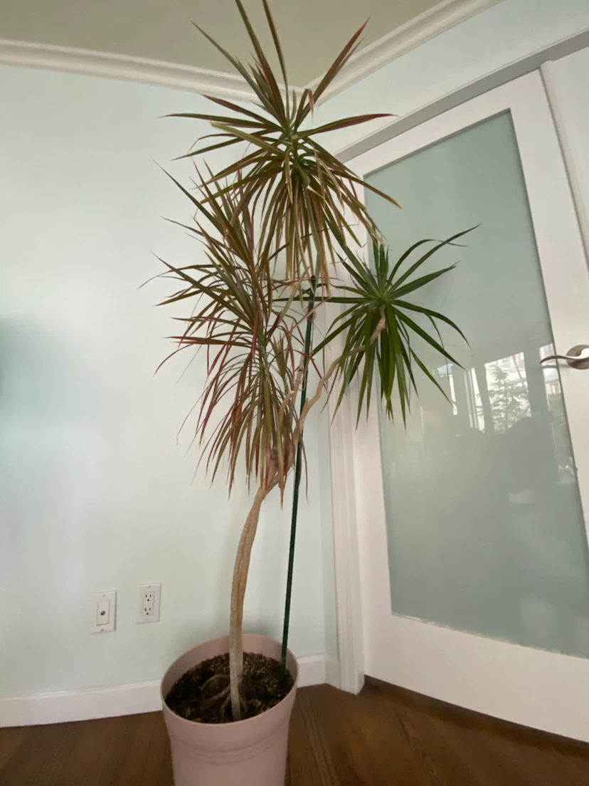 Dracaena Marginata Houseplant - photo 2