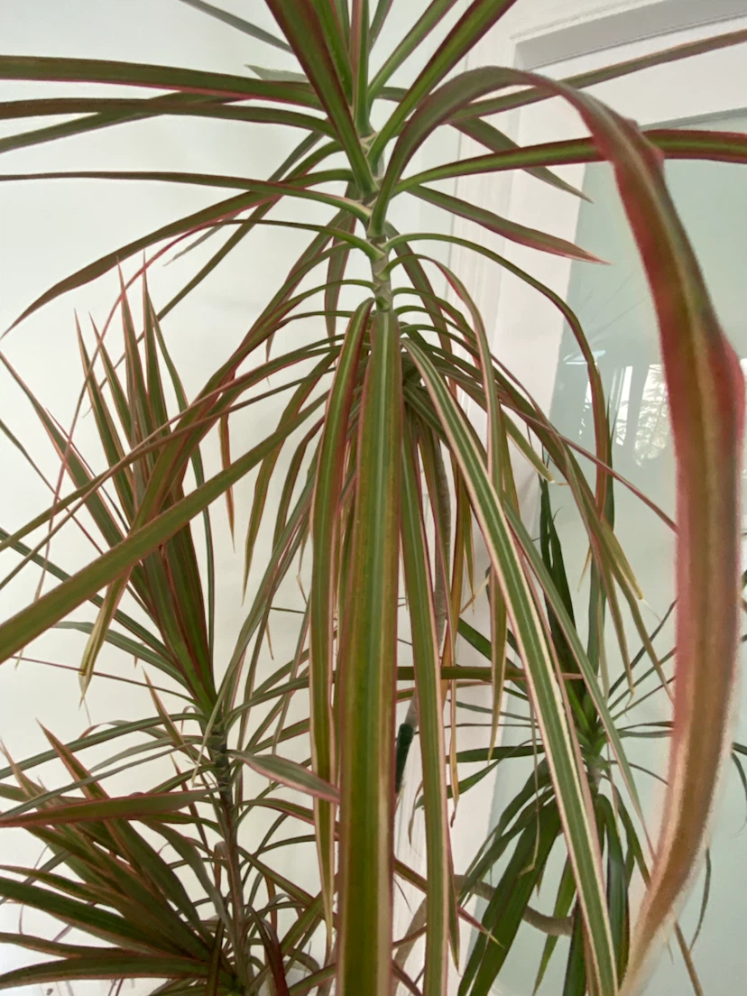 Dracaena Marginata Houseplant - photo 3