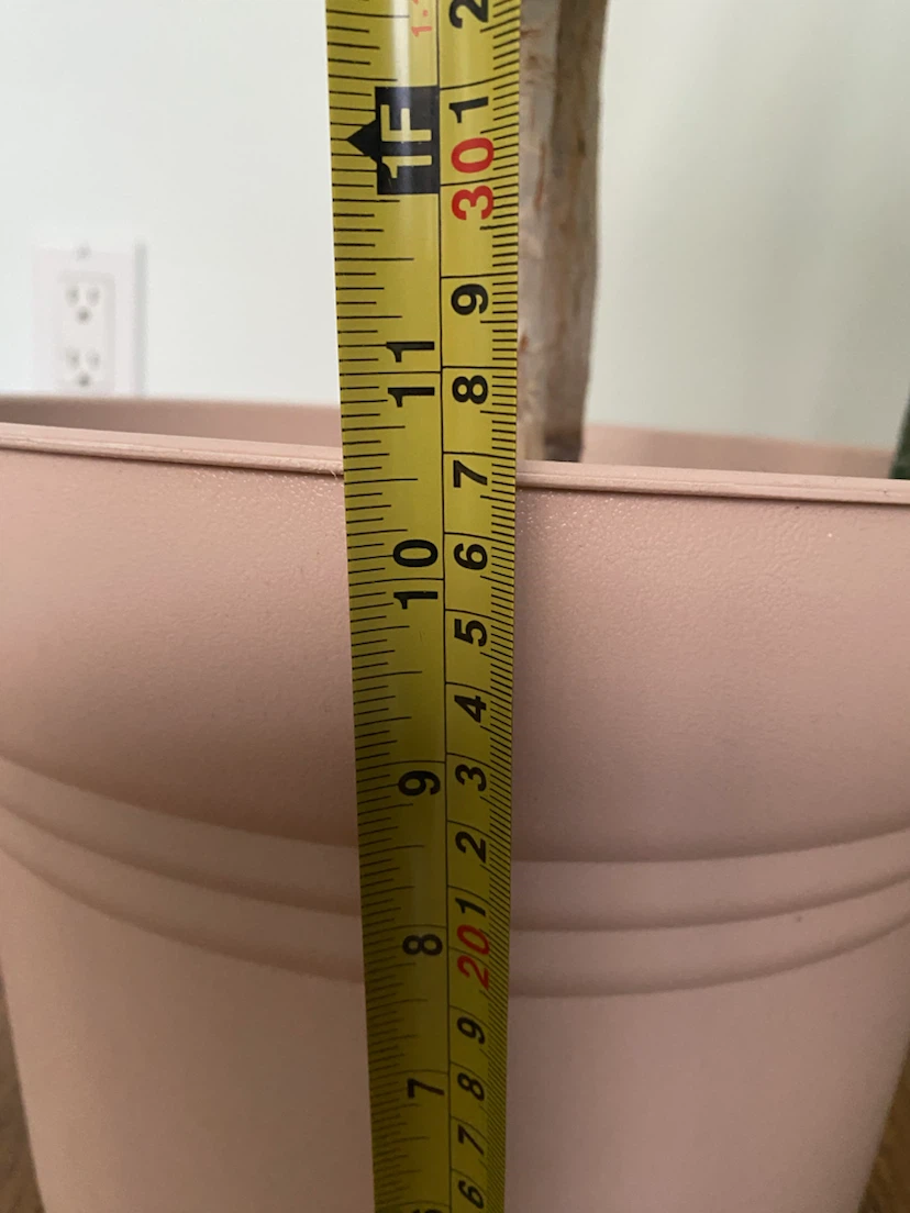 Dracaena Marginata Houseplant - photo 4