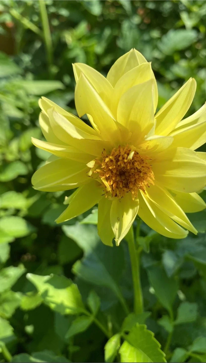 Dahlia Plants already flowering - photo 2