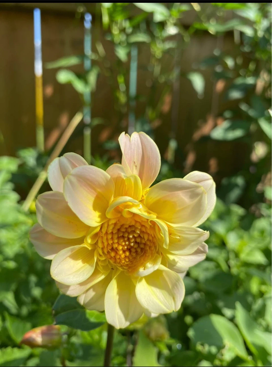 Dahlia Plants already flowering - photo 3