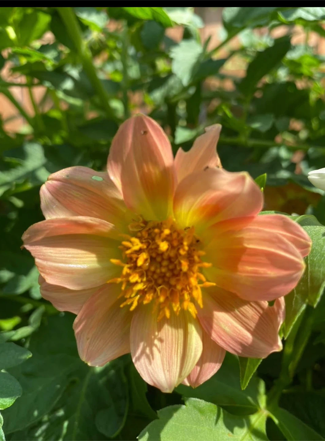 Dahlia Plants already flowering