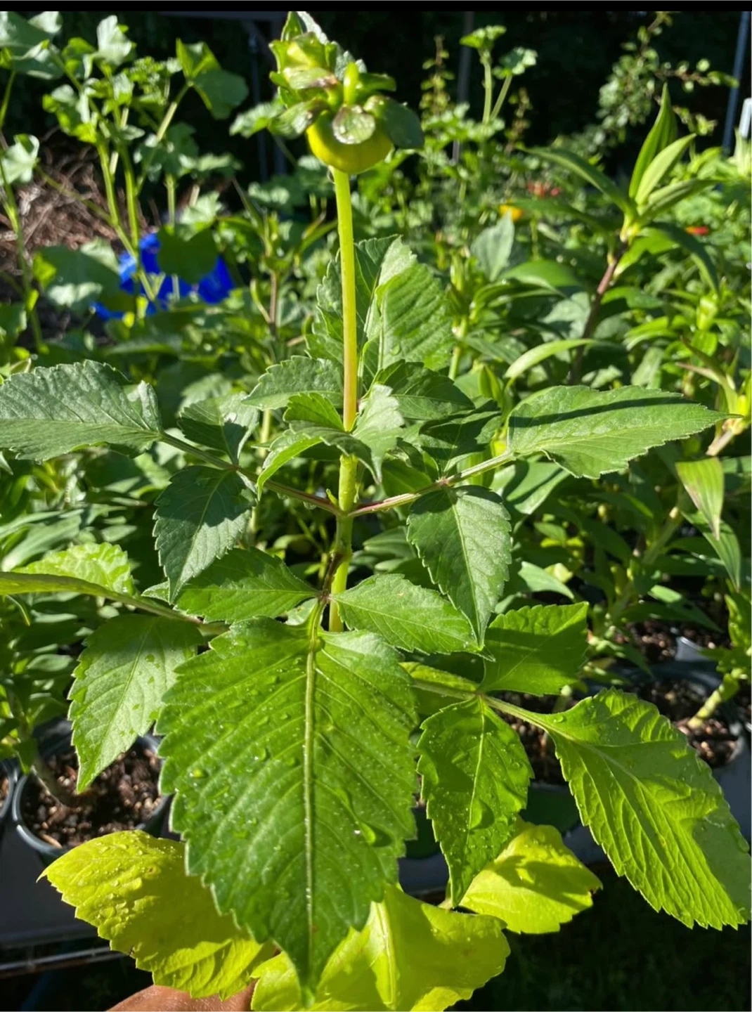 Dahlia Plants already flowering - photo 4
