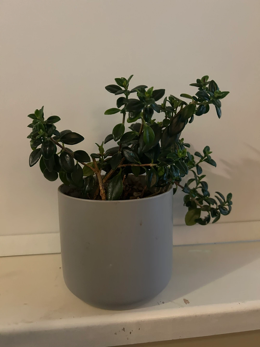 Assortment of indoor plants price to sell - photo 3