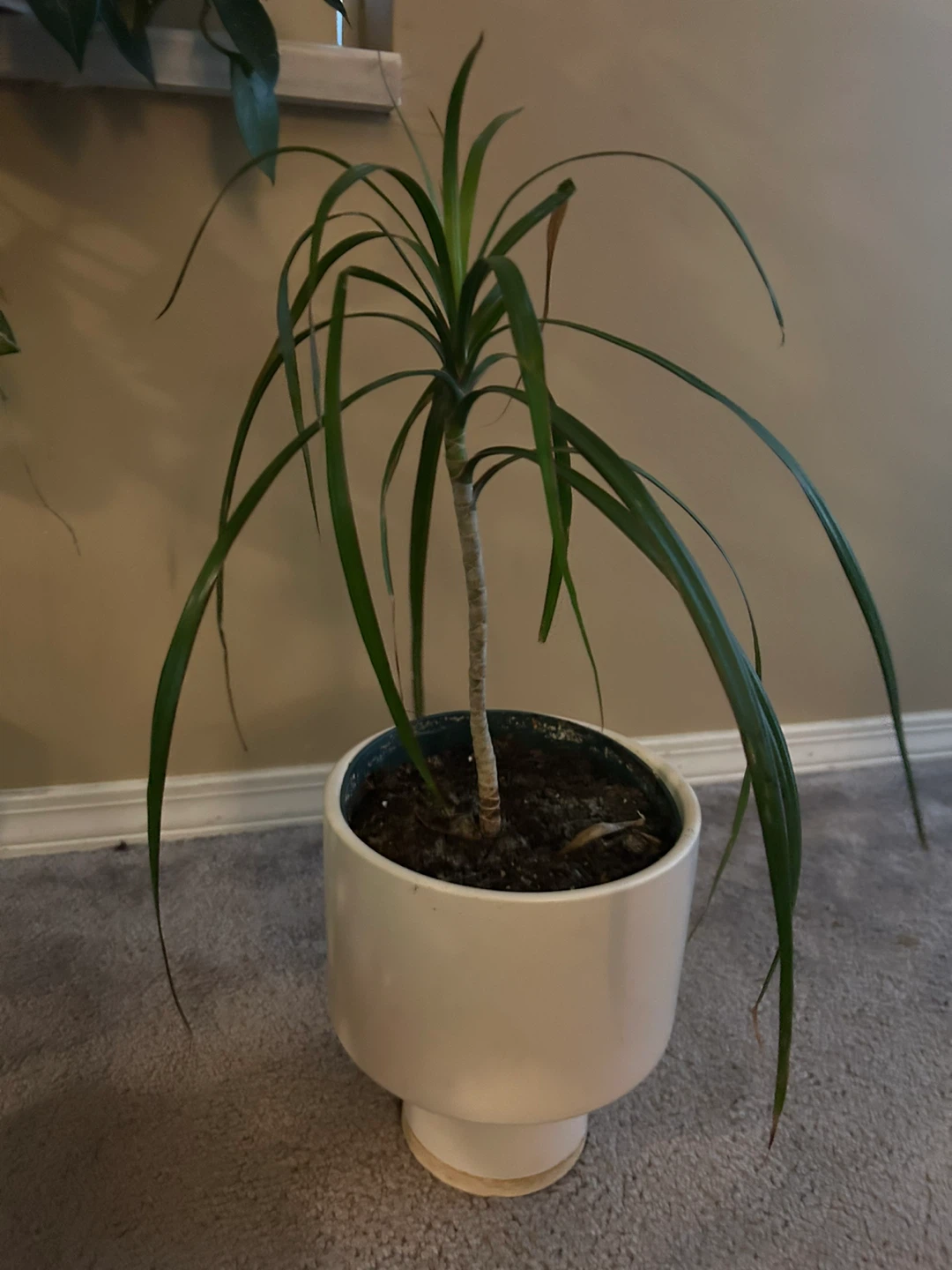Assortment of indoor plants price to sell - photo 5