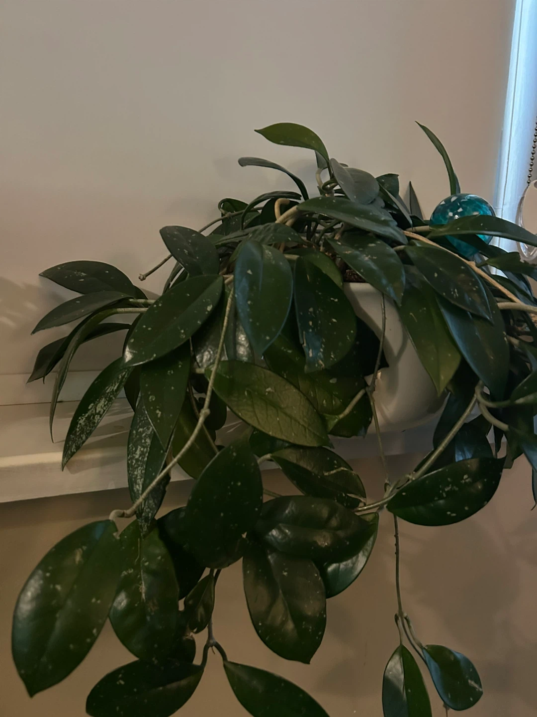 Assortment of indoor plants price to sell - photo 4